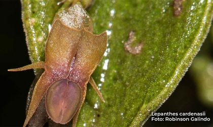 Encuentran cuatro nuevas especies de orquídea en los Farallones de Cali
