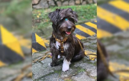 Imagen de Apareció Azul, la perrita que fue raptada por un hombre y su hijo en un supermercado