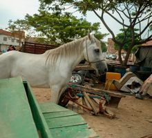 Sustitución de vehículos de tracción animal en Cali avanza: seis equinos pasan a adopción y carretilleros reciben licencias