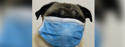 Imagen de  ¡A cuidar a nuestros peluditos!: llamado ante alerta roja por moquillo en Antioquia