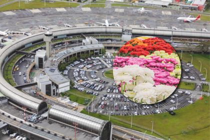 Imagen de Del Oriente a EE. UU.: con motivo de San Valentín, aerolíneas transportaron toneladas de flores desde Rionegro