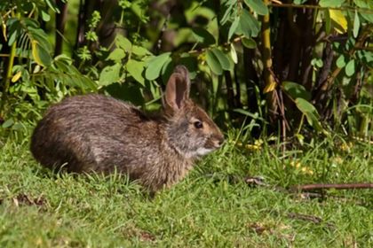 Imagen de Científicos redescubrieron una especie que se creía extinta hace más de 100 años