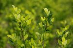 Imagen de Cultivos de coca en Colombia alcanzaron las 261 000 hectáreas en 2024