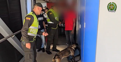 Imagen de  En video: Molly, canino de la Policía, halló más de 500 gramos de estupefacientes en aeropuerto JMC