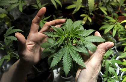 Imagen de  286 empresas producen cannabis en el Oriente