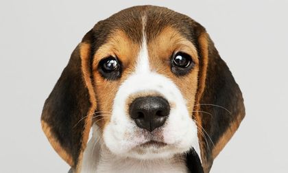 ¿Desea tener una mascota? Tenga en cuenta estos 5 tips para cuidar un perro