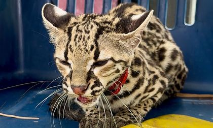 Investigan tenencia ilegal de animales silvestres