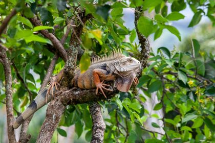 Imagen de  ¡Temporada de iguanas! Se están moviendo hacia los ríos para reproducirse, pero son atropelladas