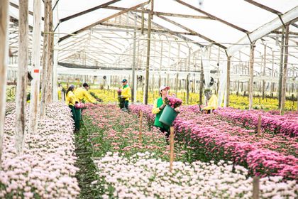 Imagen de  Se espera exportar cerca de 50 mil toneladas de flores por el Día de las Madres