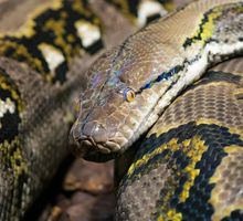 Nuevo hallazgo para reducir apetito y perder peso