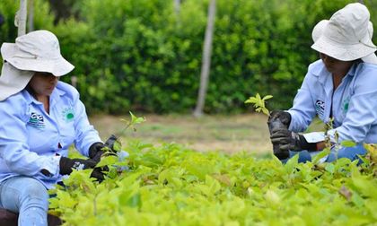 CVC y Dagma entregarán plantas el Domingo de Ramos