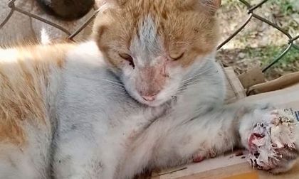 En Cali estarían generando incendios para matar gatos