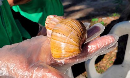 Qué hacer si se encuentra un caracol africano en Cali y cómo proteger su hogar de los riesgos que causa