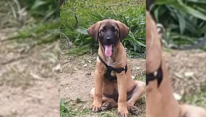 Imagen de  ¡Qué triste! Asesinaron a un perrito en Rionegro, le suministraron vidrio molido