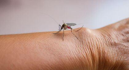 Imagen de  Preocupación por avance de la fiebre amarilla en Colombia. Reforzarán vacunación en Antioquia