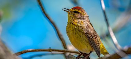 Imagen de  Contraloría invita a participar en el concurso “Rionegro Megadiverso”