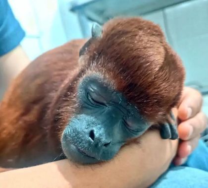 Imagen de Por la fractura de varias costillas murió mono aullador que era tenido en cautiverio