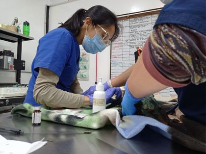 Imagen de ¡Triste! Murió la zarigüeya que fue atacada con una sustancia química en El Carmen