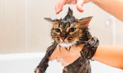 ¿Se debe bañar a un gato? Descubre la respuesta