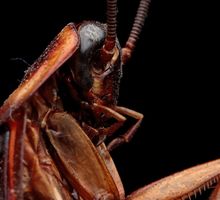 Pisar cucarachas para matarlas podría ser más peligroso de lo que crees