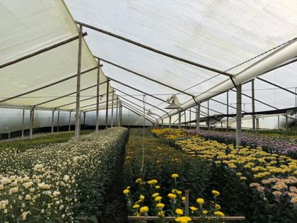 Imagen de Crisis en el sector floricultor: cultivos del Oriente antioqueño piden ayuda urgente al Gobierno Nacional