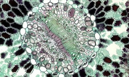 Descubren degradación de proteínas sin gastar energía