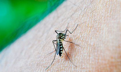 Brote de dengue en el Valle del Cauca: autoridades activan estrategia con pintura repelente para frenar el aumento de casos