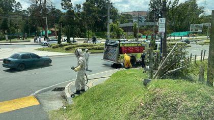 Imagen de Abejas atacaron transeúntes y un bovino en Rionegro