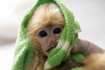 Imagen de  Así se encuentran los simios tras intento de tráfico ilegal en el aeropuerto de Rionegro