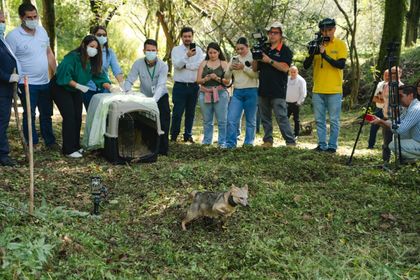 Imagen de  Liberación de fauna silvestre en Medellín: 28 animales regresaron a su hábitat