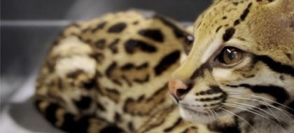 Imagen de  Ocelote en estado de desnutrición es rescatado en el norte del Valle de Aburrá