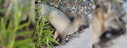 Imagen de  Nuevo caso de atropellamiento de fauna en Rionegro; piden que se tomen medidas preventivas