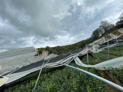 Imagen de Vendaval causó daños en cultivo de flores ornamentales en La Unión