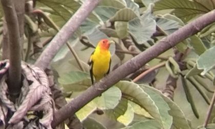Por primera vez se registra en Colombia la presencia de la Piranga carirroja
