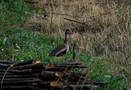 Imagen de  ¡Qué bonito! Familia de patos engalana la planta de aguas residuales de La Ceja