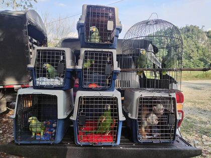 Imagen de  Varios animales fueron incautados en operativo contra el tráfico ilegal de fauna silvestre en Sonsón y Puerto Triunfo