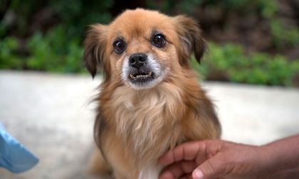 Evita fugas y estrés: así puedes proteger a tu mascota de la pólvora en Cali