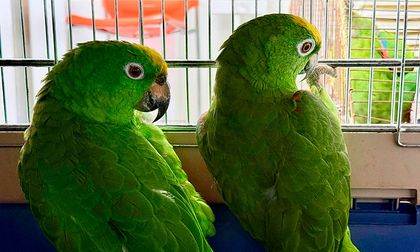 Cinco aves silvestres permanecieron hasta 16 años en cautiverio: ahora inicia su rehabilitación para volver al hábitat natural