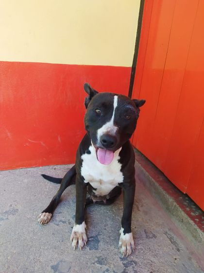 Imagen de ¡Nuevo caso de maltrato! En Abejorral atacaron a una mascota con un machete