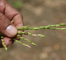 ICA y Acosemillas recomiendan a los agricultores utilizar semilla autorizada para proteger sus cultivos