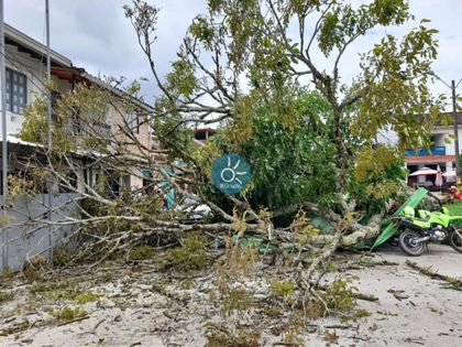 Imagen de Emblemático guayacán amarillo del parque de Alejandría se desplomó
