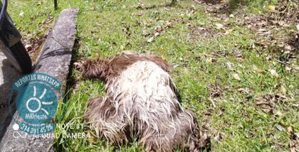 Imagen de  Cada año, más de 100.000 animales son atropellados en el Oriente Antioqueño