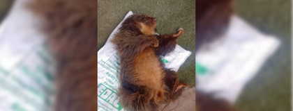 Imagen de  Un perezoso fue atacado por un perro en zona rural de San Vicente