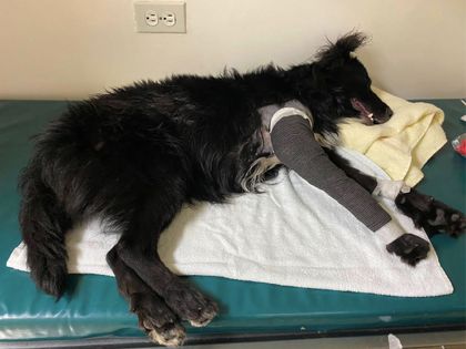 Imagen de Le salvaron la vida a Salvador, perrito que sufrió grave accidente en la Autopista