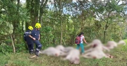 Imagen de Impacto de rayo mató a 17 vacas en Medellín durante fuertes lluvias