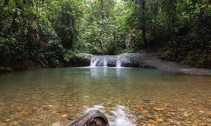 La selva tropical húmeda del Chocó biogeográfico vallecaucano: “la joya de las joyas”