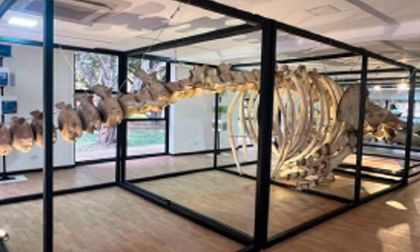 Univalle exhibe esqueleto de ballena jorobada