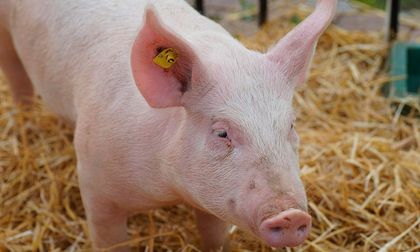 Pulmón de cerdo modificado funciona en humano durante nueve días