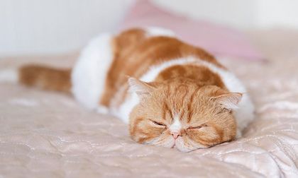 Por qué los gatos eligen dormir justo donde tú ibas a sentarte
