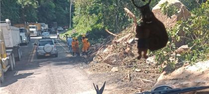 Imagen de  ¡Atención! Reabren paso a ambos carriles en la Autopista tras caída de enorme roca